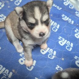 Pup 1 - Gray and white male Pomsky puppy in Hurleyville, New York from My Crazy Pomskys