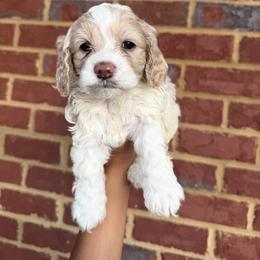 Cockapoo All Grown Up from Ace of Spades Yorkies