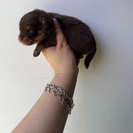 Taz - Chocolate and tan male Pomeranian puppy in Eagle Pass, Texas from Texas Tumbleweed Poms
