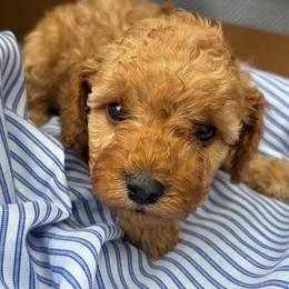 Sparky - Apricot male Cavapoo puppy in Lewisburg, Pennsylvania from Cinda's Cavapoos