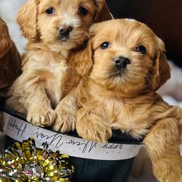 Cockapoo Puppies from Bright and Beautiful Cockapoos and Doodles