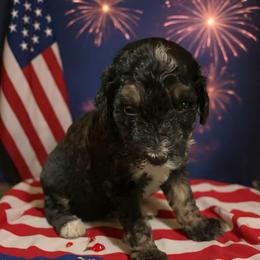 Orange girl ( Gracie ) - Tri-color female Bernedoodle puppy in Strattanville, Pennsylvania from Goldhaly Peach Doodles