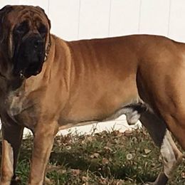 Mastiffs from B & B English Mastiffs