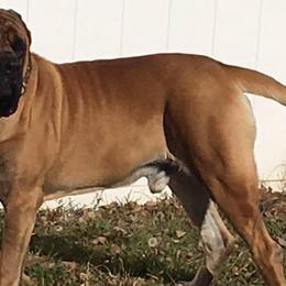 Mastiffs from B & B English Mastiffs