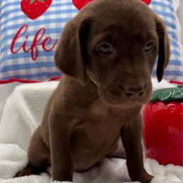 Yellow - Chocolate female Labrador Retriever puppy in Heath Springs, South Carolina from Rich Hill Retrievers