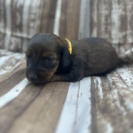 Girl 1 - Dachshund puppy in Modesto, California from Lola’s Doxies