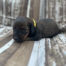 Girl 1 - Dachshund puppy in Modesto, California from Lola’s Doxies