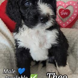 Theo - male Bernedoodle puppy in Shiloh, Georgia from Doodle Mountain