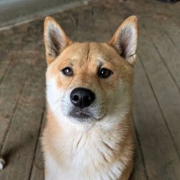 Shiba Inu puppies from Cornerpost Shiba Inus