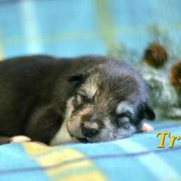 Triss - Agouti and white female Alaskan Malamute puppy in Kingston, Tennessee from North Shore Alaskan Malamutes