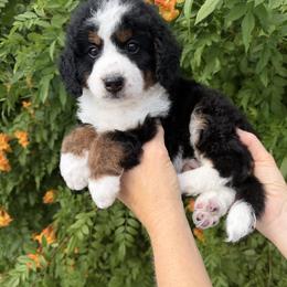 Brown boy - Tri-color male Bernedoodle puppy in Gilbert, Arizona from Azteddybeardoodles