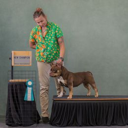 American Bully Puppies from Sky River Bullies