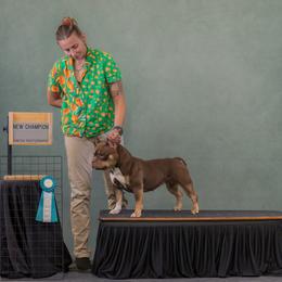 American Bully Puppies from Sky River Bullies