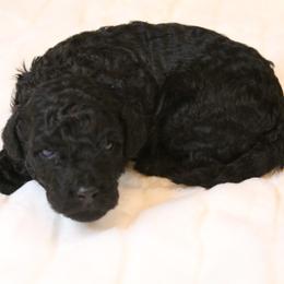 Aussiedoodle Puppies from Aspen River Doodles