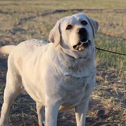 Stella - Labrador Retriever