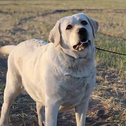 Stella - Labrador Retriever