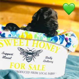Wing - Black female Flat-Coated Retriever puppy in Park Rapids, Minnesota from Catori