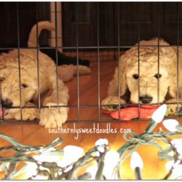 Goldendoodle Puppies from Southernly Sweet Doodles