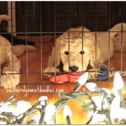 Goldendoodle Puppies from Southernly Sweet Doodles