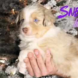 Sneezy - Red merle male Australian Shepherd puppy in Keytesville, Missouri from Dogwood Lane Canine