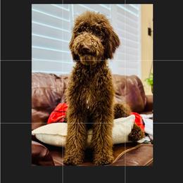 Hazel - Goldendoodle