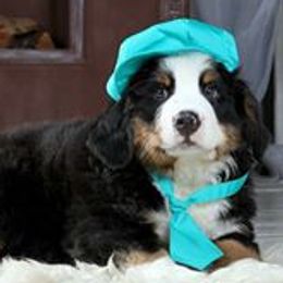 Bernese Mountain Dog Puppies from Joan Rogers