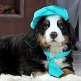 Bernese Mountain Dog Puppies from Joan Rogers