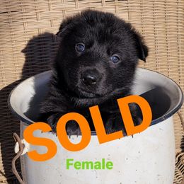 German Shepherd Puppies from Argohof Shepherds