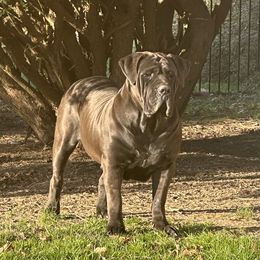 IVY - Boerboel