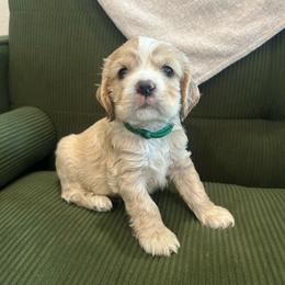 Green Collar Boy - Buff and white male Cocker Spaniel puppy in Simms, Texas from Clayton’s Cocker Spaniels