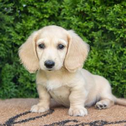 Dexter - Cream male Dachshund puppy in Lagrange, Indiana from Royal Paws