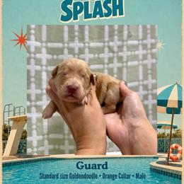 Guard - Dallas TX - 4,000 - Apricot male Goldendoodle puppy in Garland, Texas from Twilight Doodles