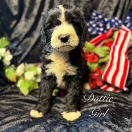 Dottie - female Golden Mountain Doodle puppy in Rockville, Minnesota from Bracha Poodles & Doodles
