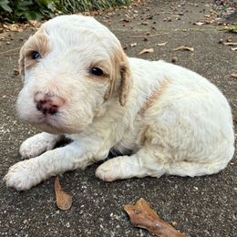Comet - Red male Bernedoodle puppy in Williamston, South Carolina from Sassy Bob’s Dogs