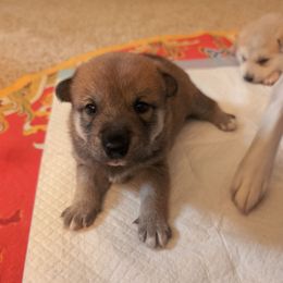 Boy 1 - Red male Shiba Inu puppy in Rohnert Park, California from Shiba Inn