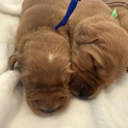 Golden Retriever Puppies from Beach Cities Golden Retrievers