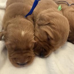 Golden Retriever Puppies from Beach Cities Golden Retrievers