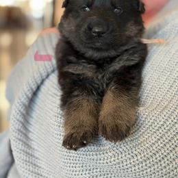 Gallant-Light Pink - Black and tan female German Shepherd puppy in Medical Lake, Washington from Nine Realms German Shepherds