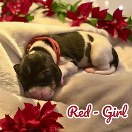 Red Collar - Girl - Tri-colored female Treeing Walker Coonhound puppy in Lovelady, Texas from 3 Color’s Kennel Walker Division