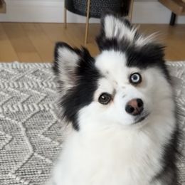 Pomskies from Summer Clark
