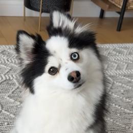 Pomskies from Summer Clark