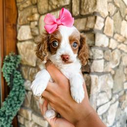 Lily - Blenheim female Cavapoo puppy in Pleasant Grove, Utah from Destination Doodles