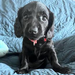 Juliet - Black female Dachshund puppy in Ocala, Florida from Weenie Boops