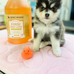 Boy 4 - Blue male Pomsky puppy in Yavapai County, Arizona from Pawsh Pomskies