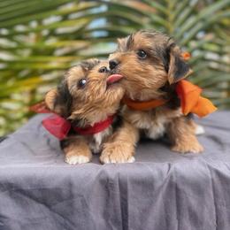 Kanu Hebrew - Blue and gold male Yorkshire Terrier puppy in Waianae, Hawaii from Makanalani Yorkies and Iggys