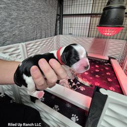 Boy 1 - Black and white male English Springer Spaniel puppy in Cohocton, New York from Riled Up Ranch LLC -  Springer Spaniel Puppies