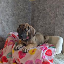 Lock - Fawn female Great Dane puppy in Caldwell, Idaho from Miner's Dynamic Danes