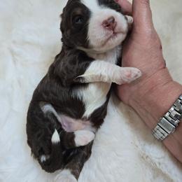 Boy 5 - Brown and white male Bernedoodle puppy in Galt, Missouri from Only Doodles!