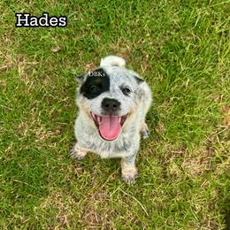 Hades - Blue speckled male Australian Cattle Dog puppy in Keeling, Virginia from Diamond B Kennels / DBK’s