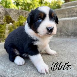 Blitz - Black tri male Miniature Australian Shepherd puppy in Sandy Hook, Kentucky from RidgeTop Aussies